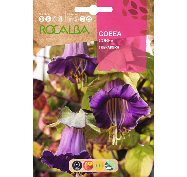 CLAVELON ROSA INDIA SUNSET D.GRANDE,VAR.