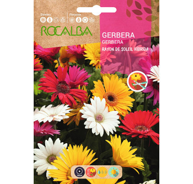 GERBERA RAYON DE SOLEIL HIBRIDA