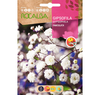 GIPSOFILA PANICULATA PERENNE, BLANCA