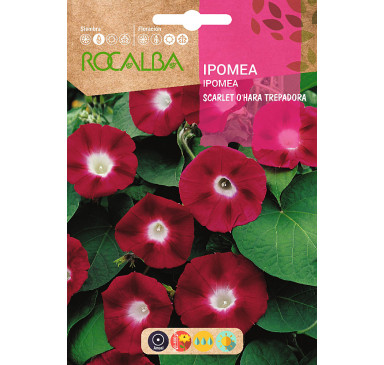 IPOMEA SCARLET O'HARA TREPADORA, ROJO