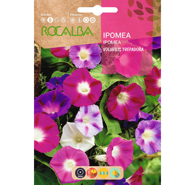 IPOMEA VOLUBILIS, VARIADA