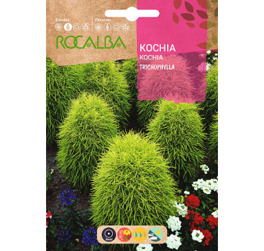 KOCHIA TRICOPHYLLA OVIFORME