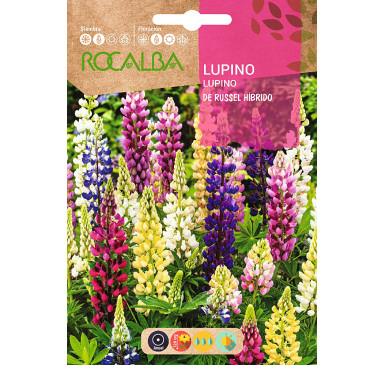 LUPINO POLYPGYLLE DE RUSSEL HIBRIDO