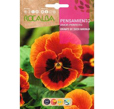 PENSAMIENTO GIG.DE SUIZA,NARANJA-MACULA