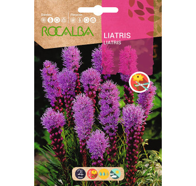 LIATRIS SPICATA