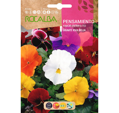 PENSAMIENTO GIG.RIVA BELLA, VARIADO