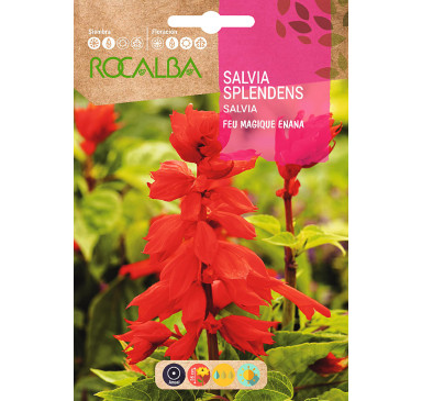 SALVIA SPLENDENS FEU MAGIQUE ENANA