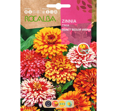 ZINIA GIGANTE BICOLOR, VARIADA