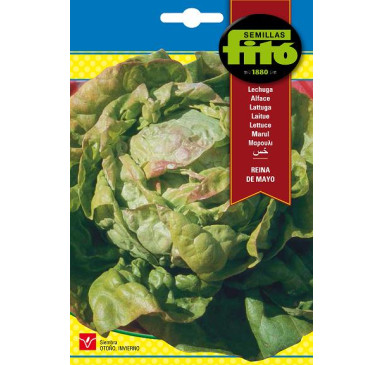 LECHUGA REINA DE MAYO-ASEPO