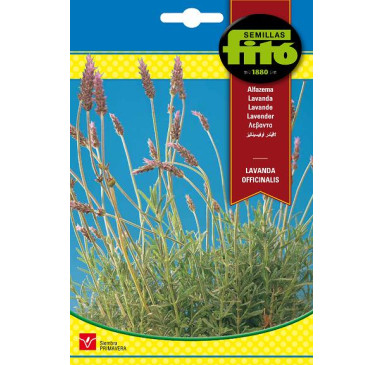 LAVANDA