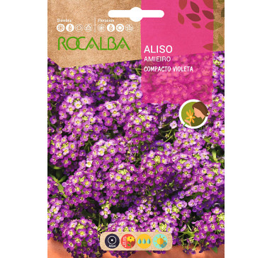 ALISO COMPACTO, VIOLETA