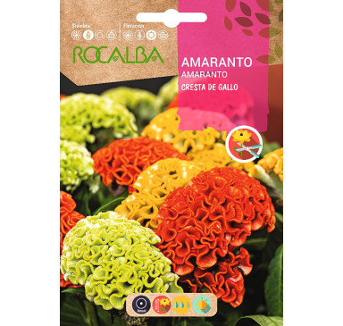 AMARANTO CRESTA DE GALLO, VARIADO