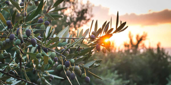 LA RECOLECCIÓN TEMPRANA DE ACEITUNA ES LA CLAVE