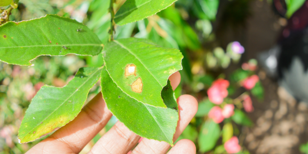 EVITA LAS PLAGAS EN TU HUERTO Y JARDÍN