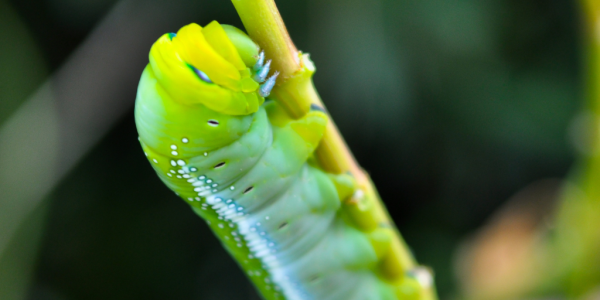 ACABA CON LAS PLAGAS DE LAS PLANTAS EN VERANO