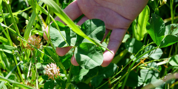 MANEJO TÉCNICO DE LAS PRADERAS DE SECANO DE FERTIPRADO