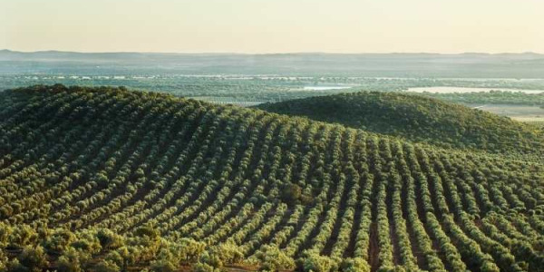 Campaña de recolección de la aceituna: Claves para optimizar calidad y rendimiento